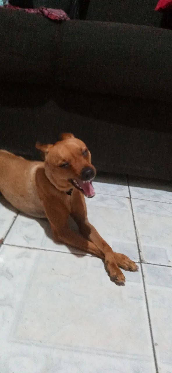 Pinscher para doação - Foto 4