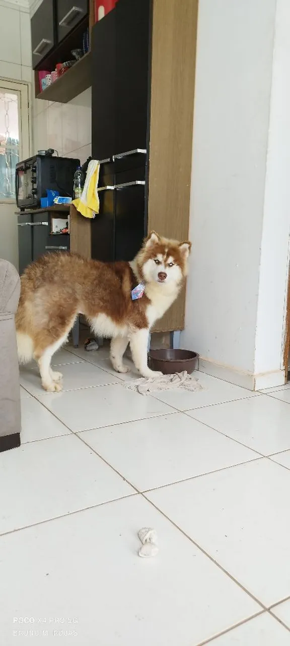 Husky Siberiano Macho procura namorada