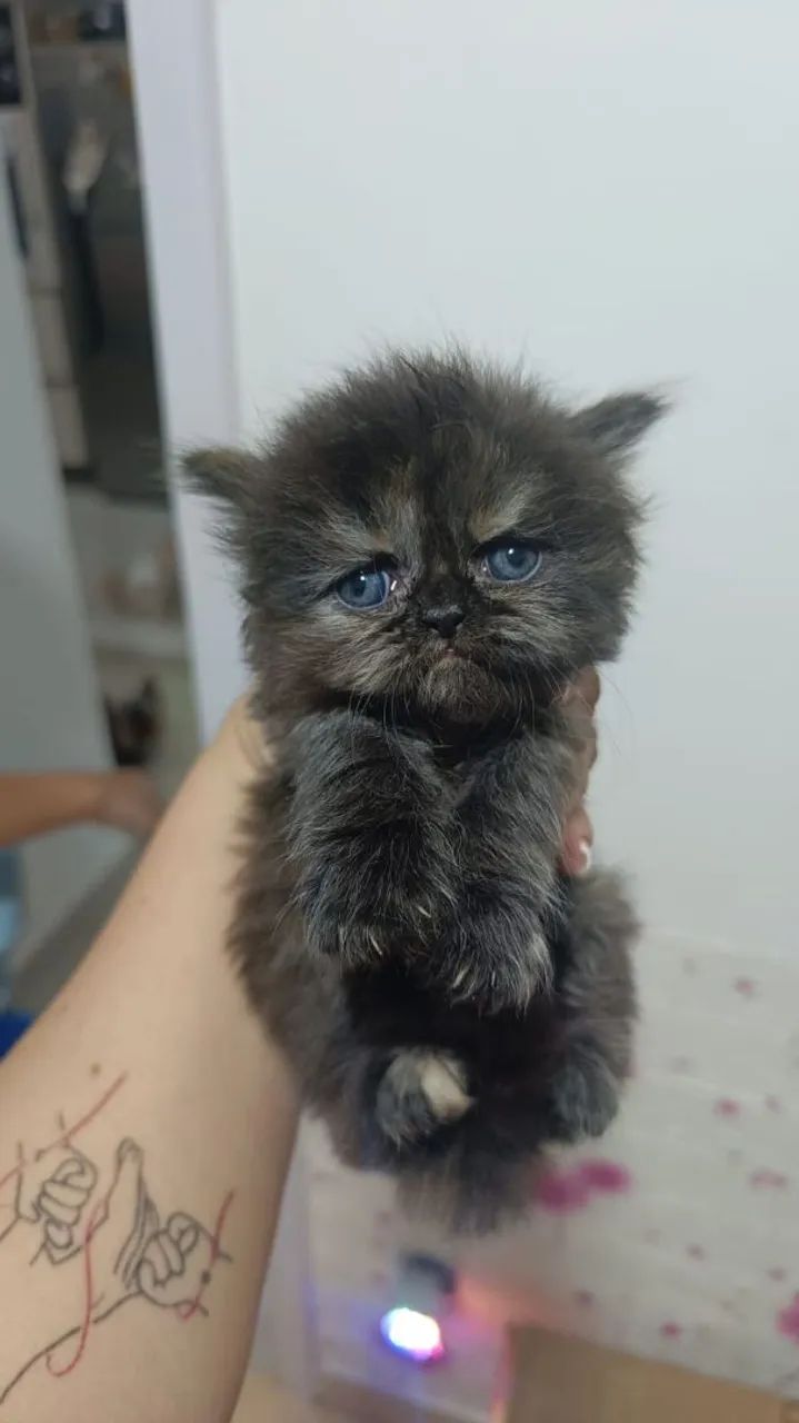 Filhotes de Gato Persa