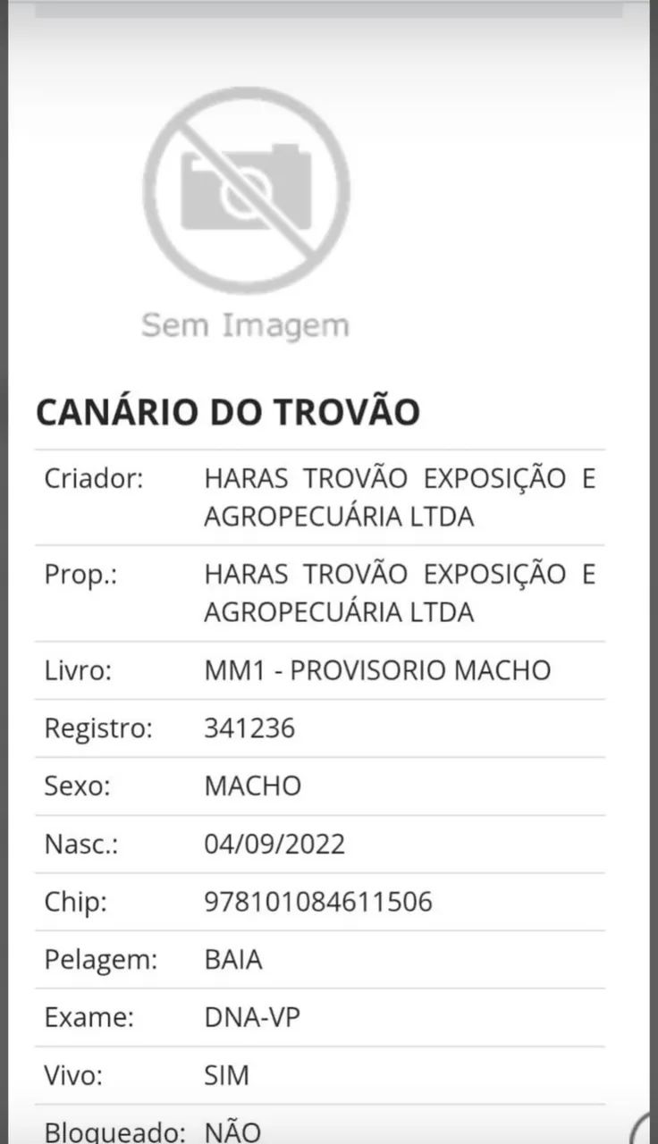 Potro MM 3 anos  - Foto 2