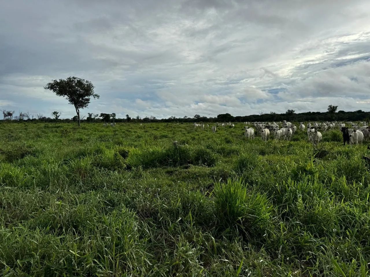 Fazenda em Itacaiu GO/MT - Foto 2