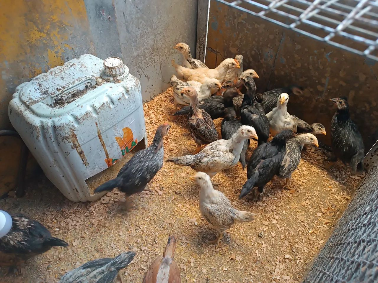 Frango(a)  caipira  - Foto 5