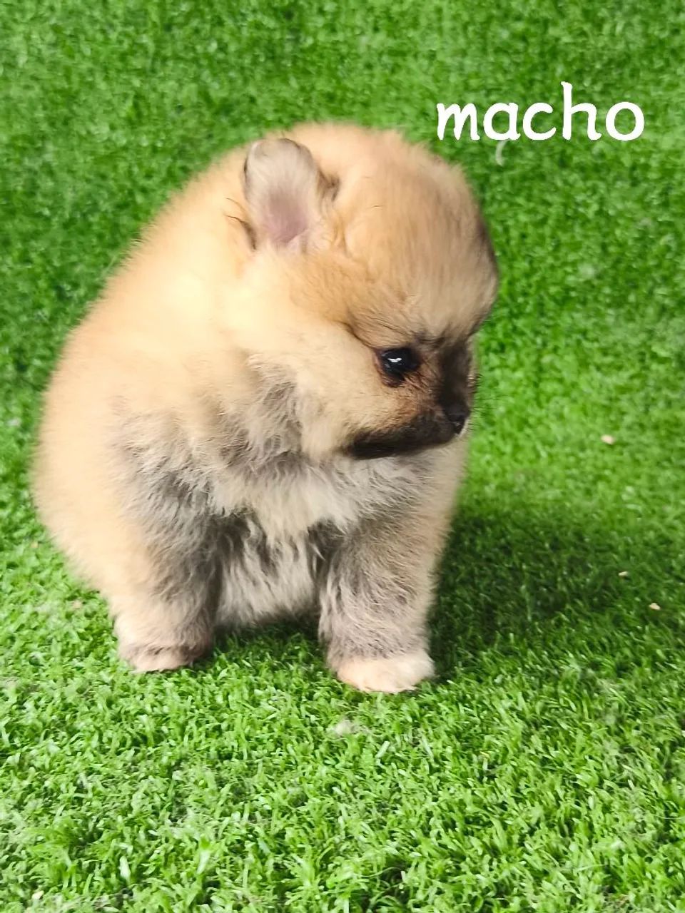 Lulu Pomerânia  - Foto 3