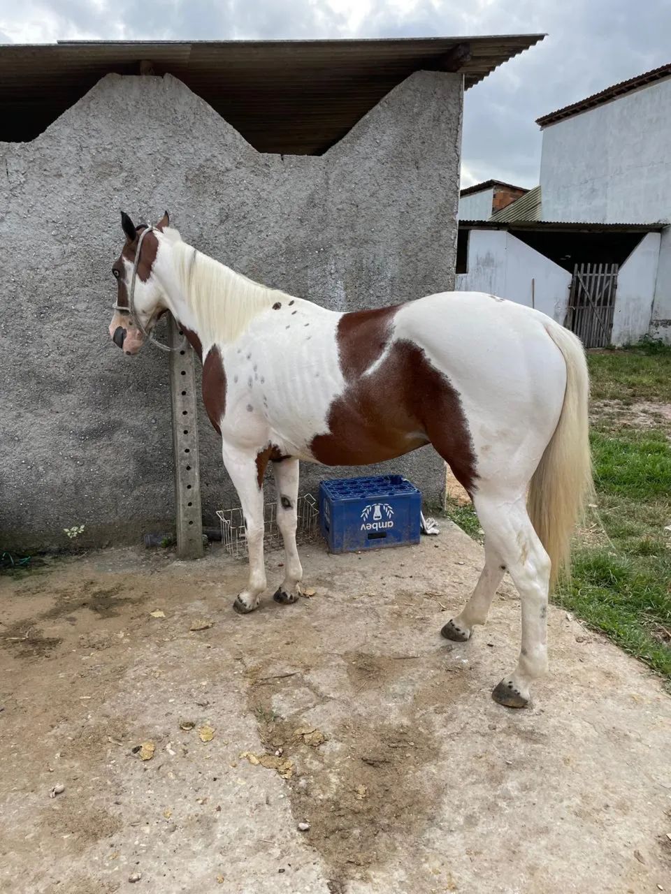 Cavalo  - Foto 3