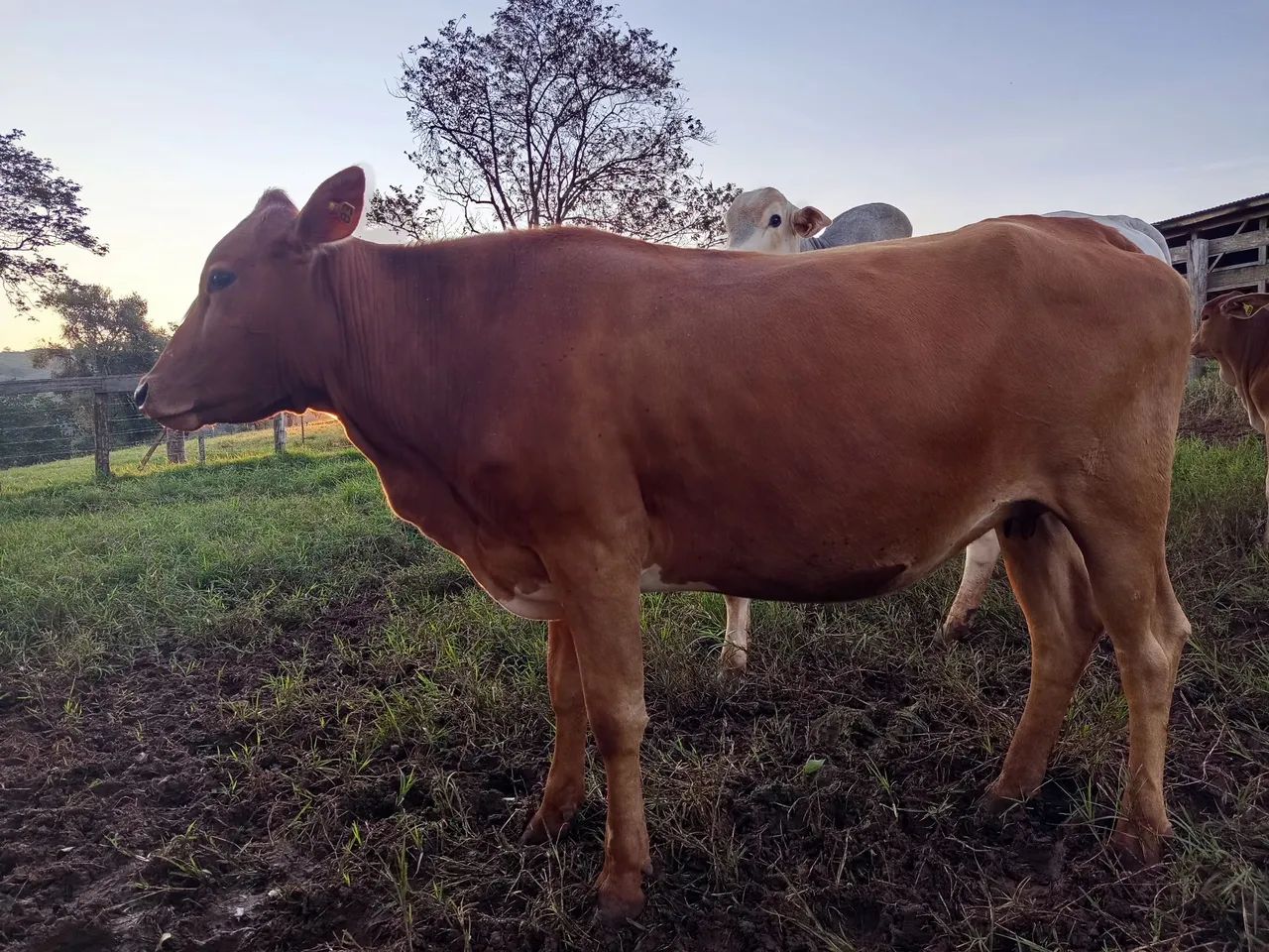 vaca prenha de 7 meses  - Foto 4