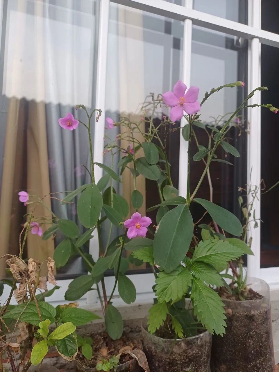 Plantas e mudas de flor Beldroega Graúda 