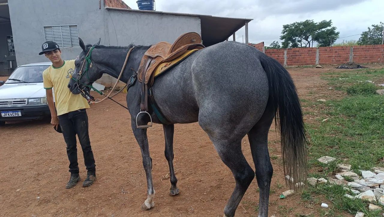 Égua QM - Foto 2