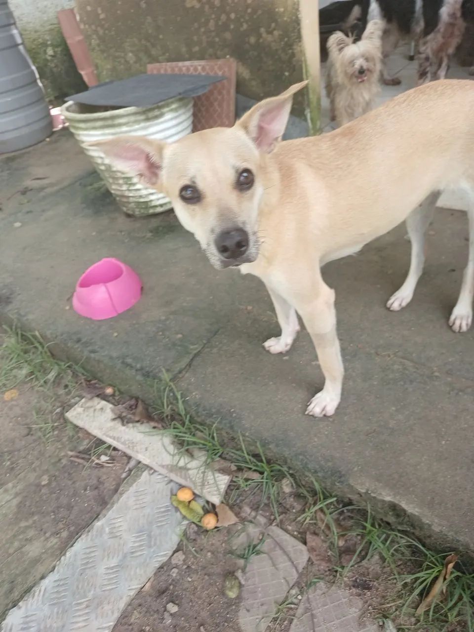 ADOÇÃO  - Foto 2