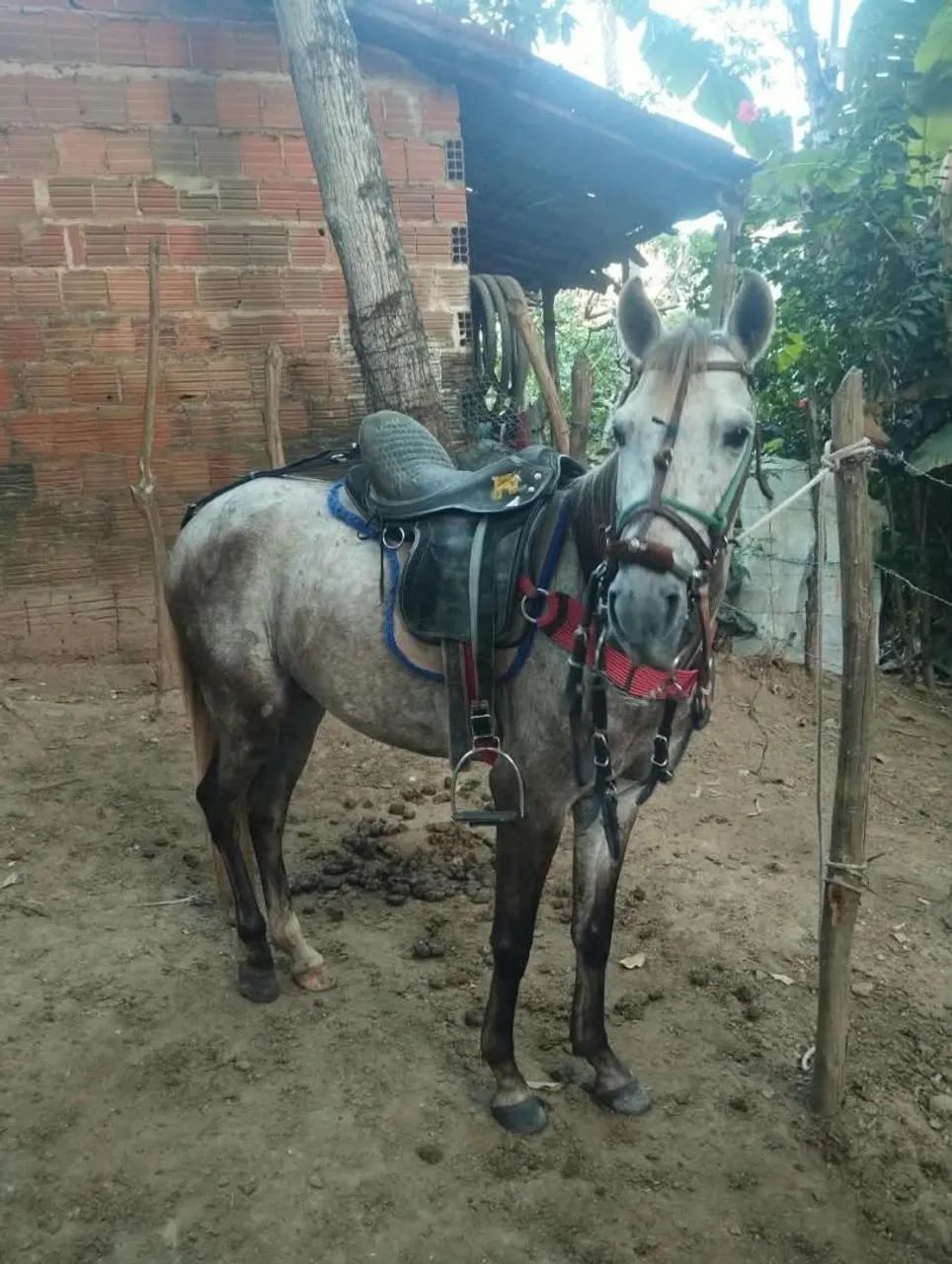 Cavalo  - Foto 3