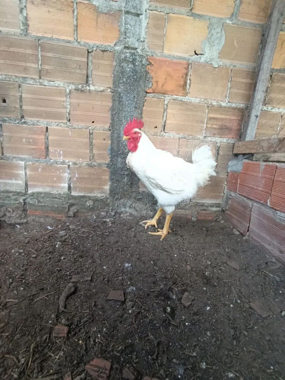 Vendo  - Foto 3