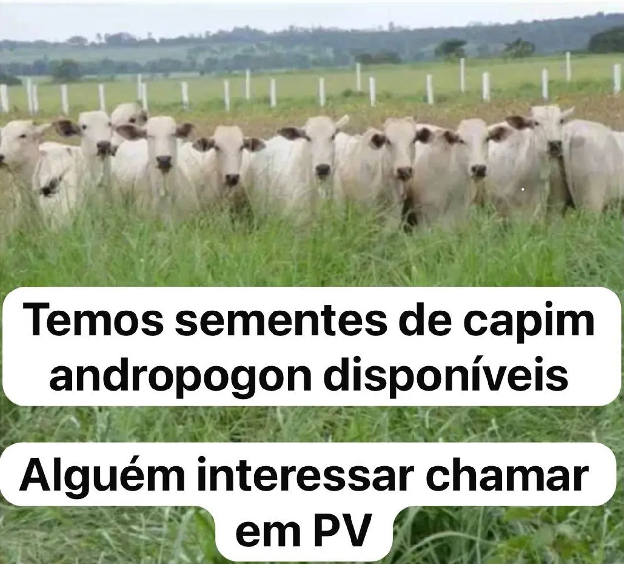 Semente Capim Andropogon - Foto 2
