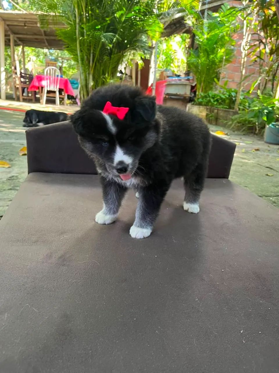 Husky Siberiano filhotes  - Foto 3