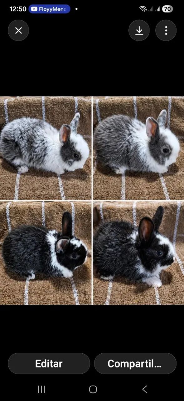 Coelhos 4 disponíveis agora 3 meses