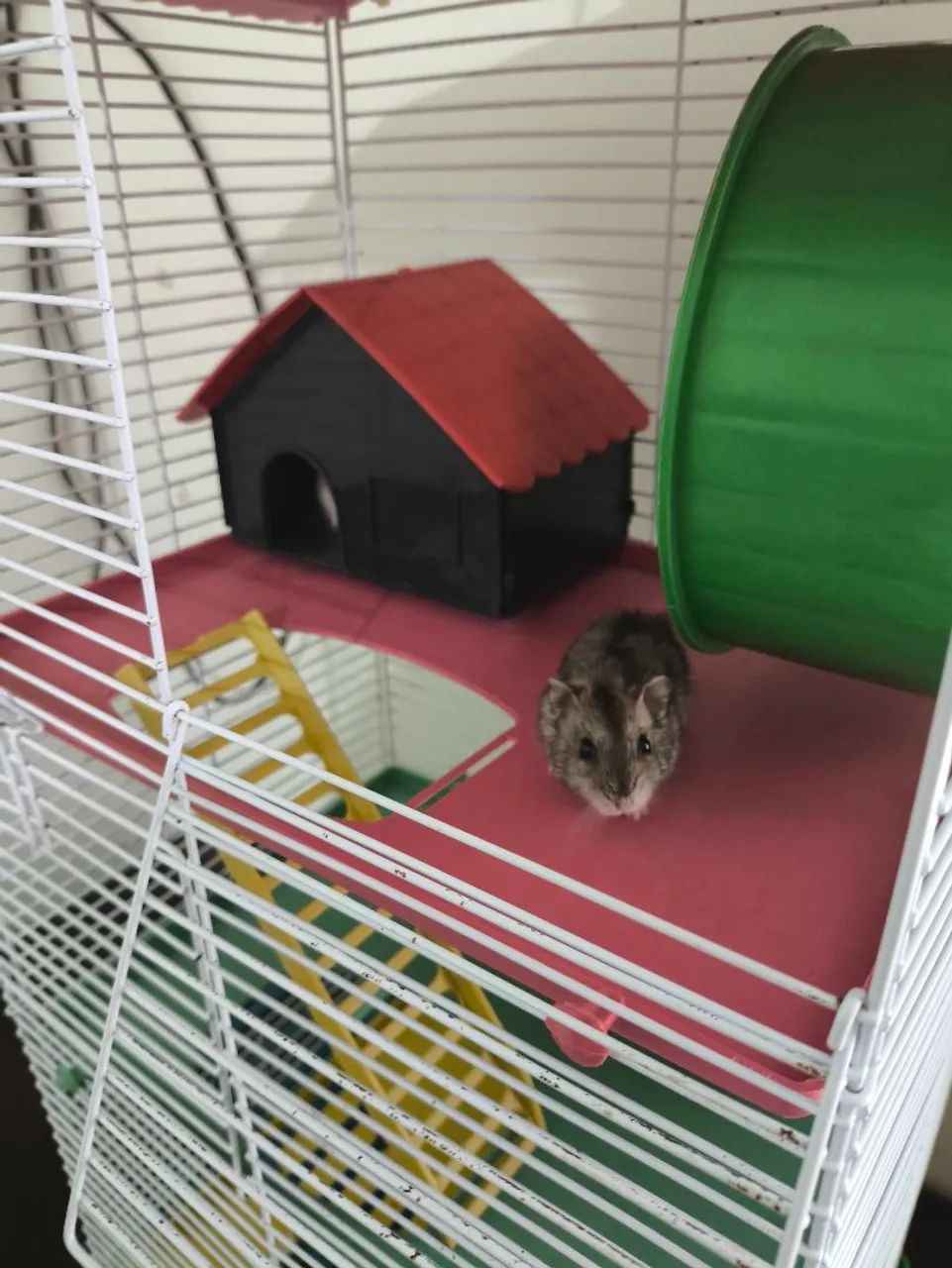 Hamster + casinha ! - Foto 2