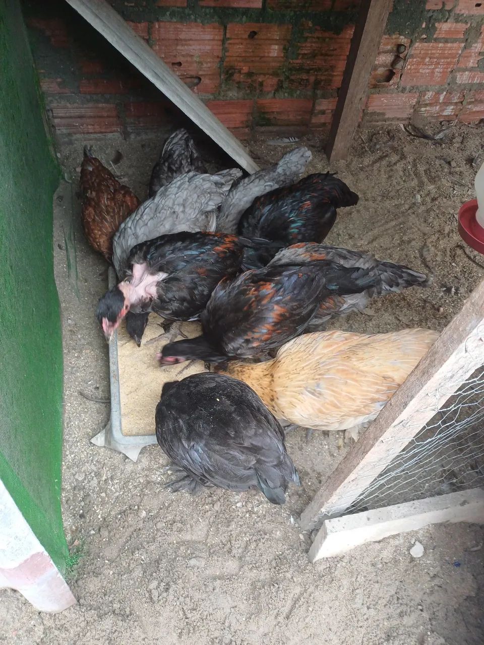Galinhas - Foto 3