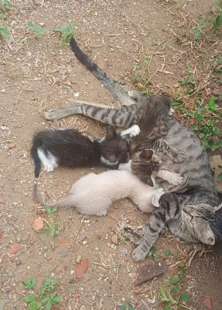 Doa se esses gatinhos 