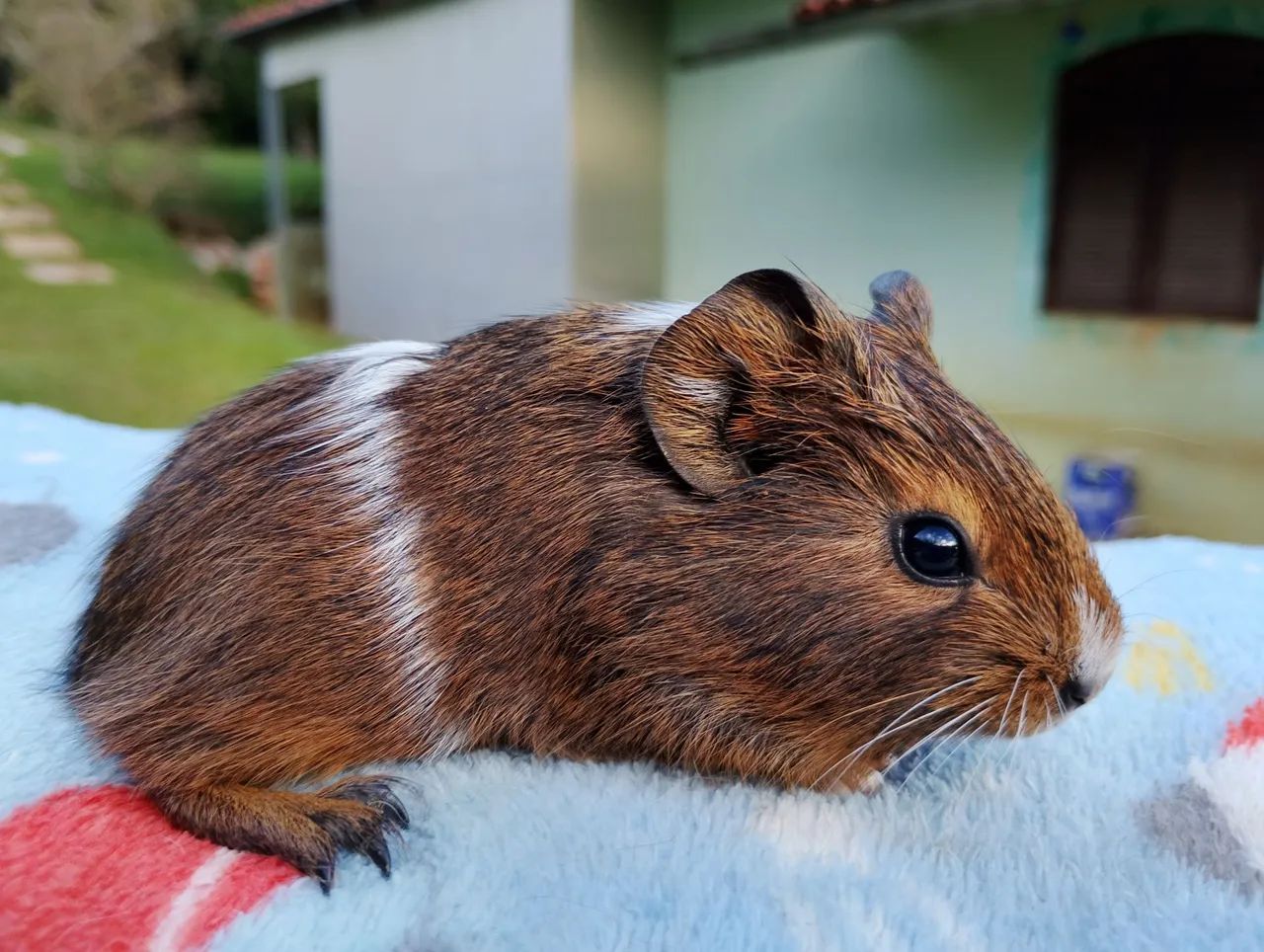 Porquinho da índia inglês  - Foto 4