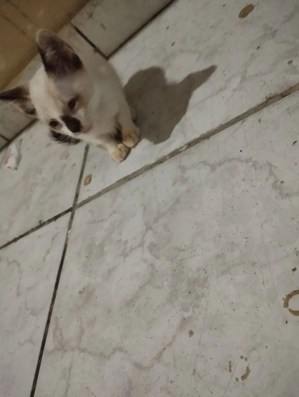 Gatinhos 