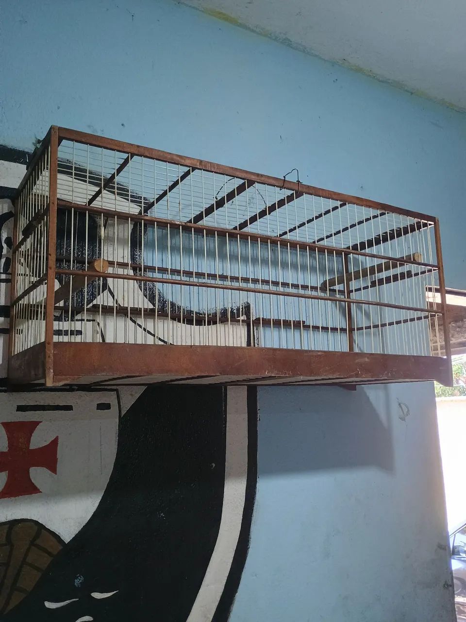 Voador pua larga  - Foto 2