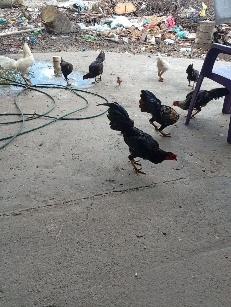 Frango 
