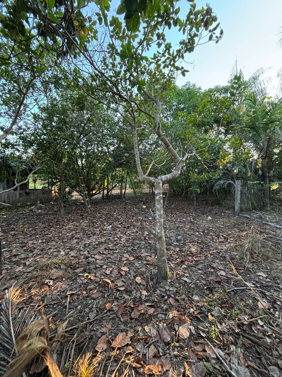 Vende-se sítio  - Foto 5