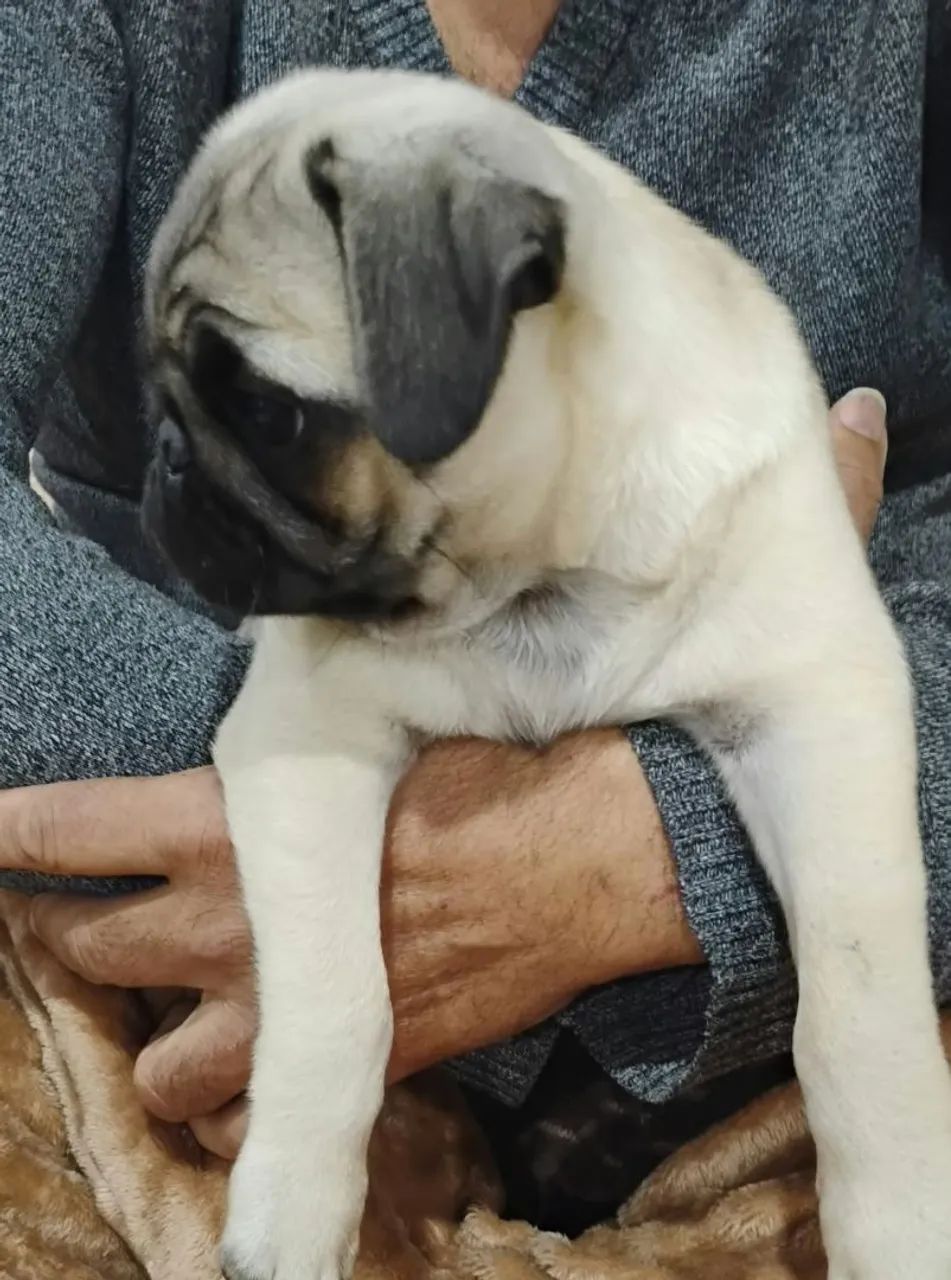 PUG macho - Foto 2
