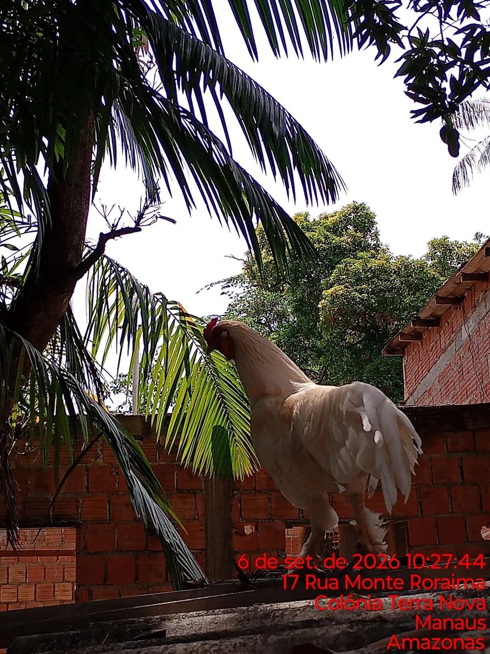 Galo  - Foto 3