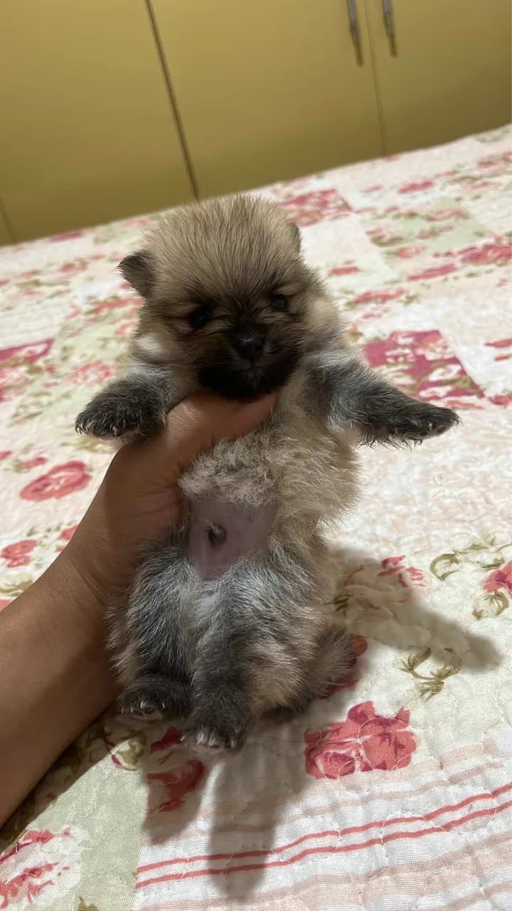 Lulu da Pomerania Sable   - Foto 2