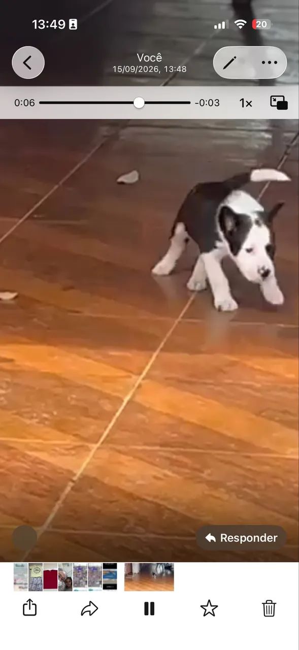 Border collie