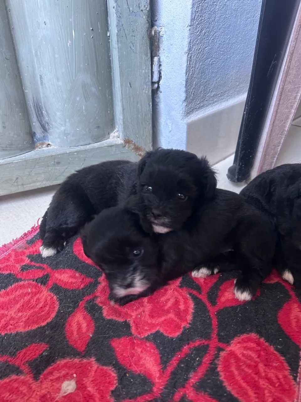 Cachorro  - Foto 5