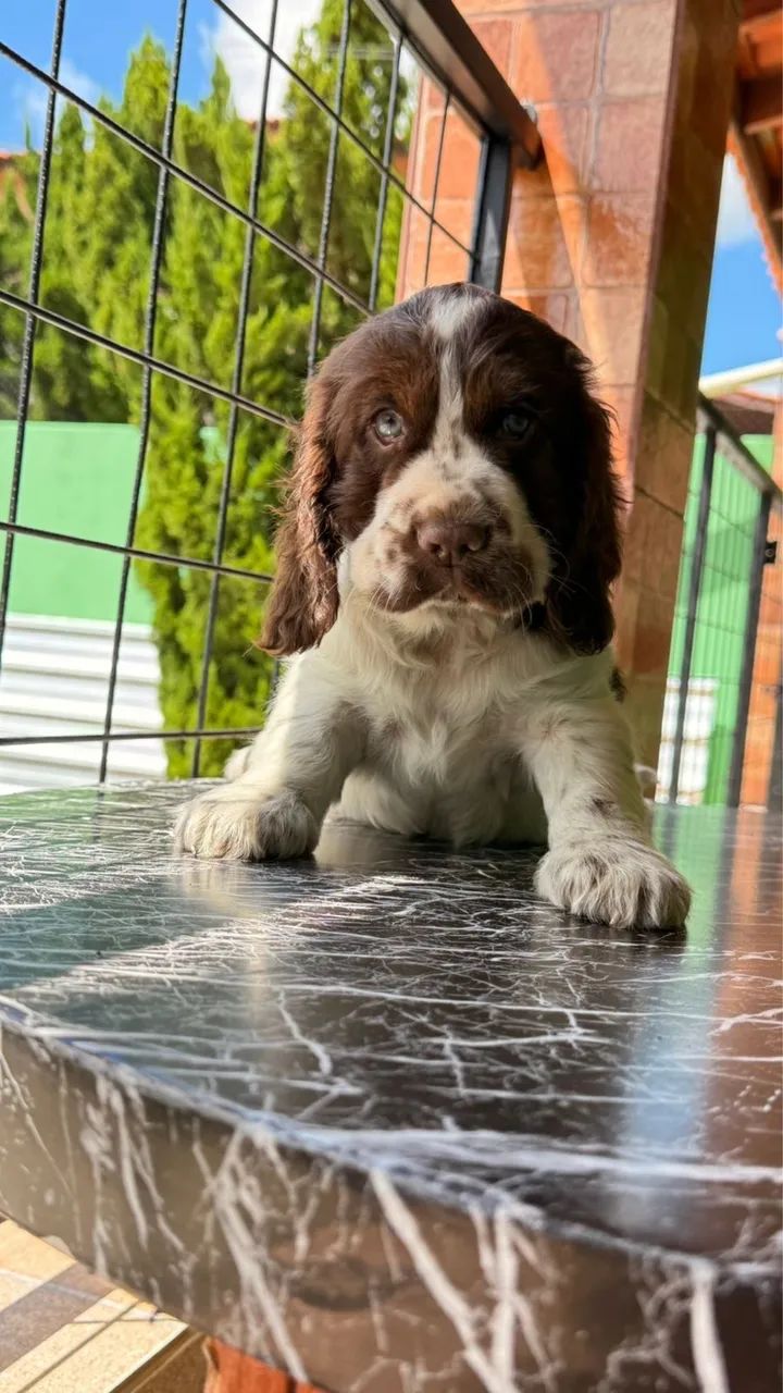 Cocker apenas machos disponíveis 