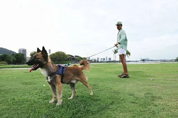 Passeador de cães  - Foto 3