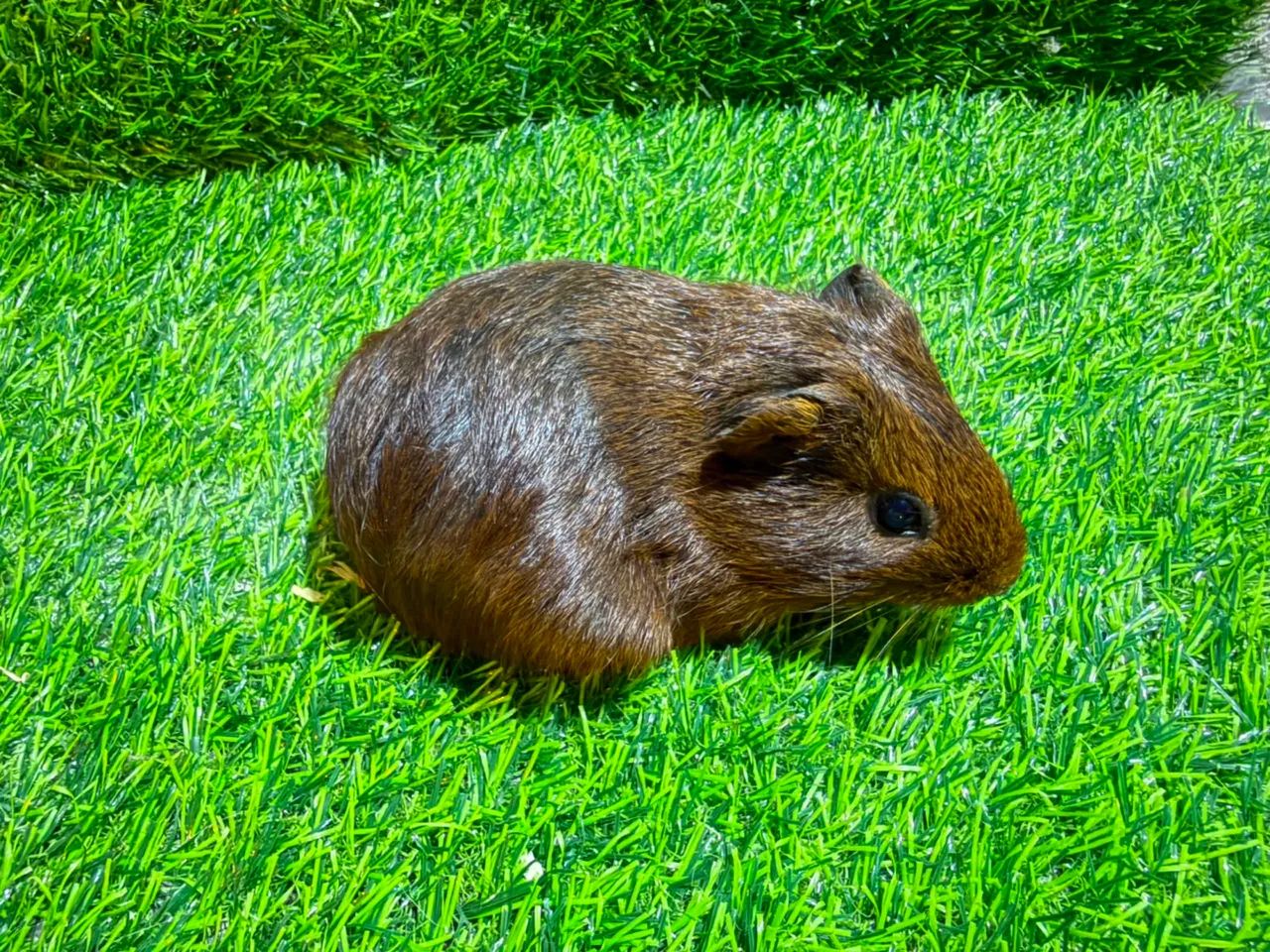 Filhotes de Porquinho da Índia  - Foto 2