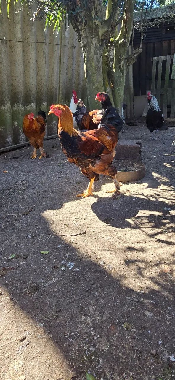 Galos diversos. ? - Foto 5