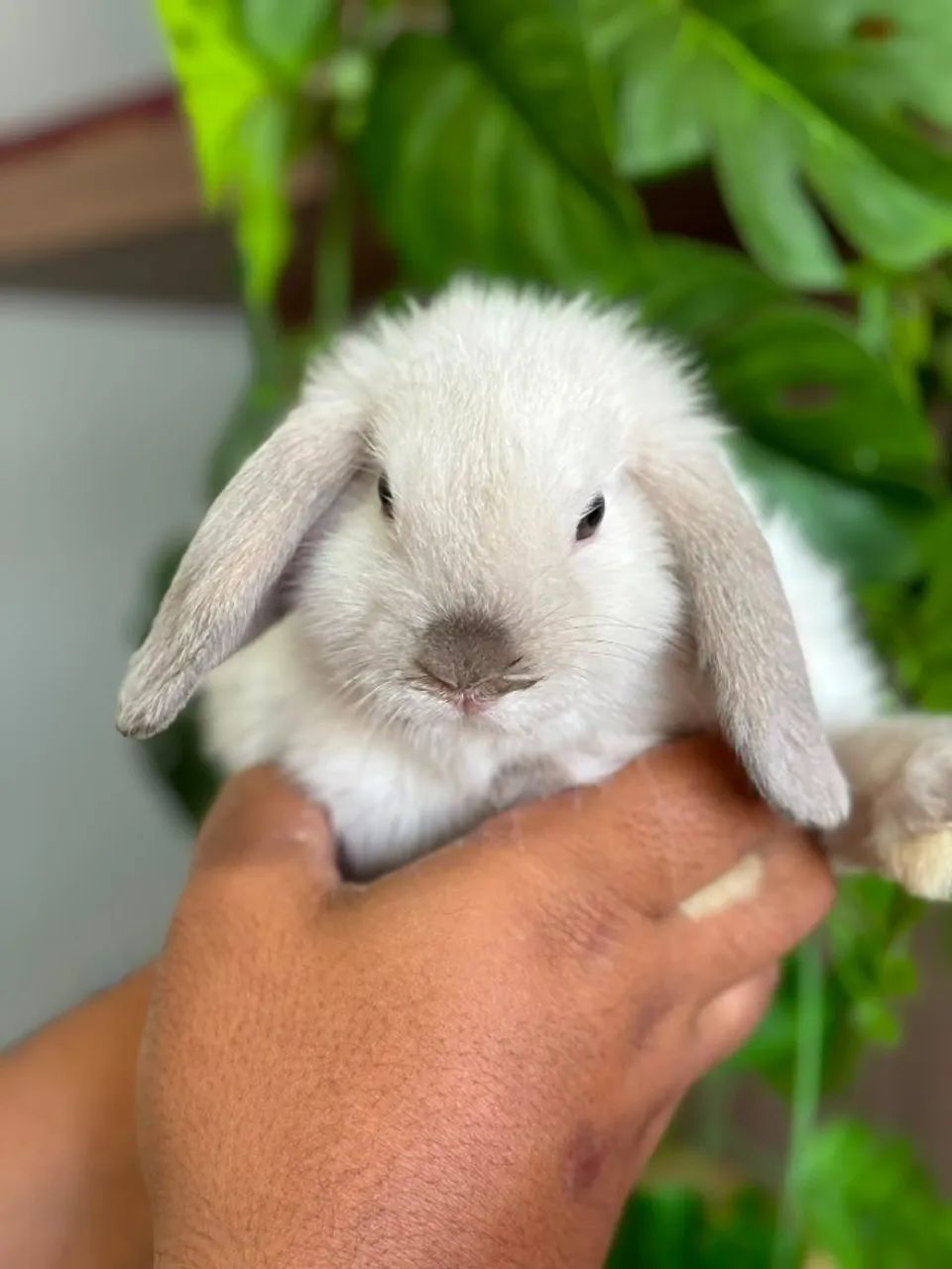 Mini coelhos 