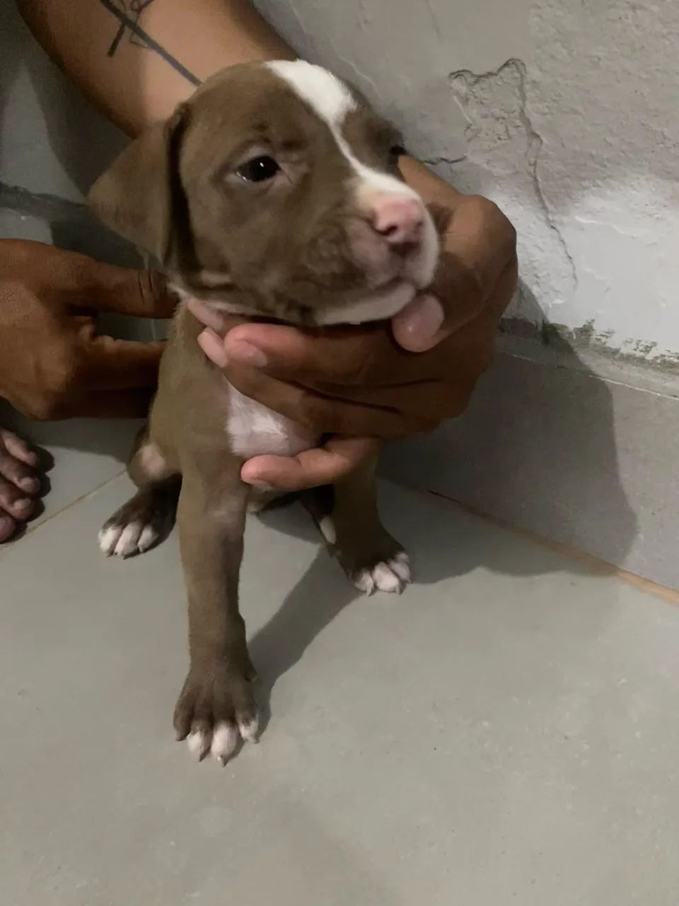 Filhote de pitbull  - Foto 5