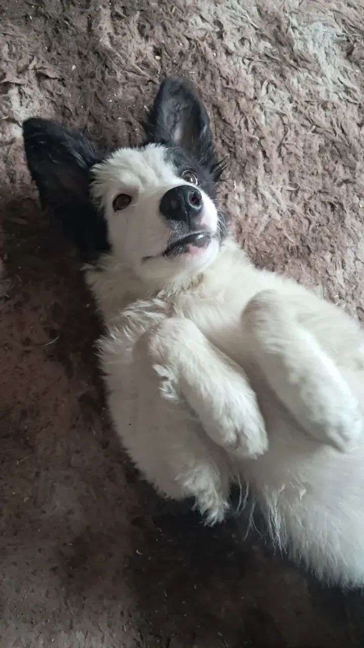 Cachorro  - Foto 3