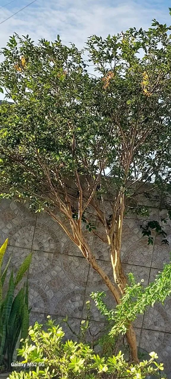 Jabuticabeira - Foto 5