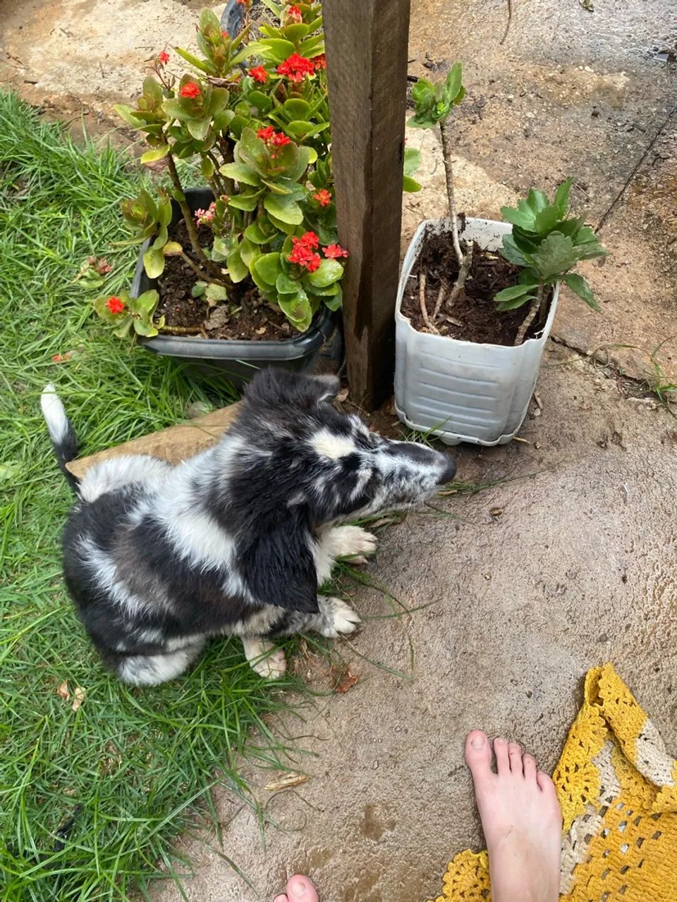Border collie  - Foto 3