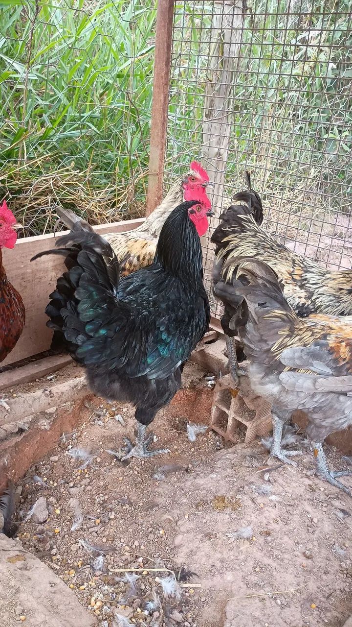 Frango caipira  - Foto 2