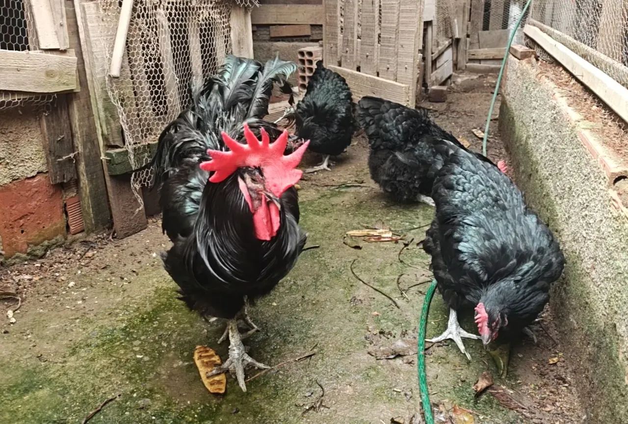 Gigante Negro de Jersey  - Foto 2