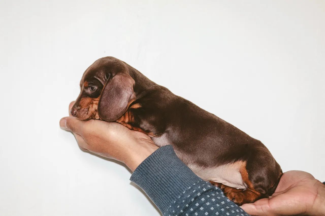 Dachshund  - Foto 2