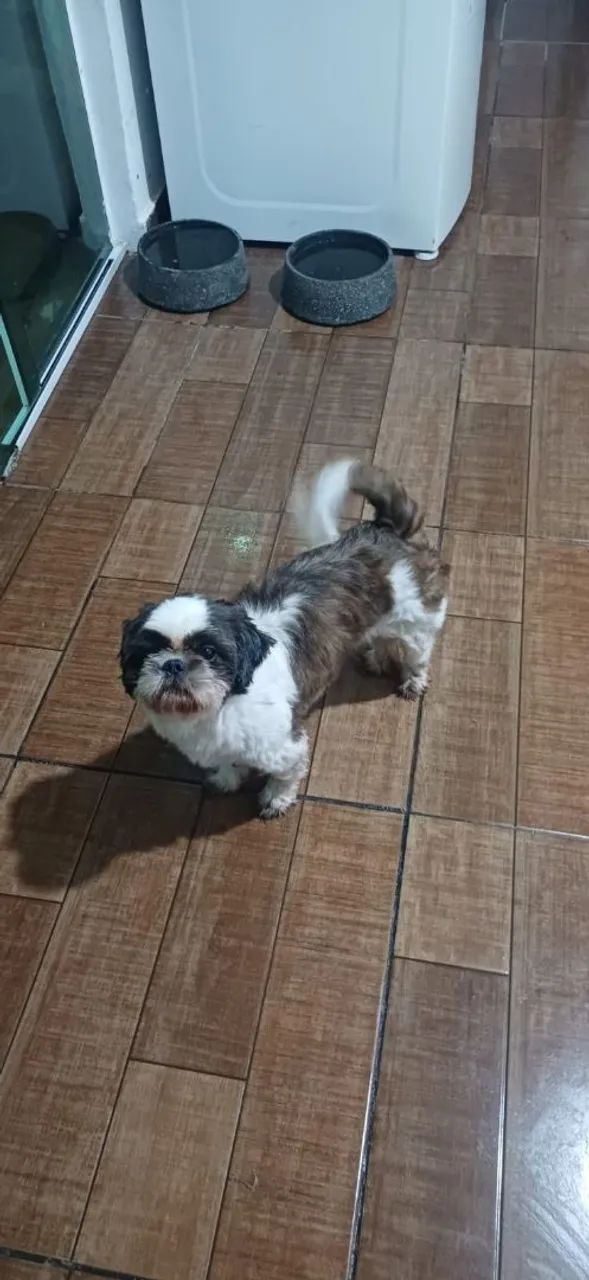 Shitzu macho