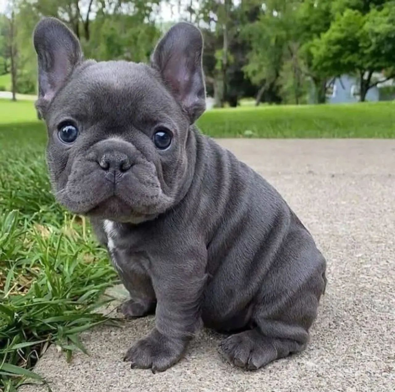 Bulldog Francês  - Foto 2