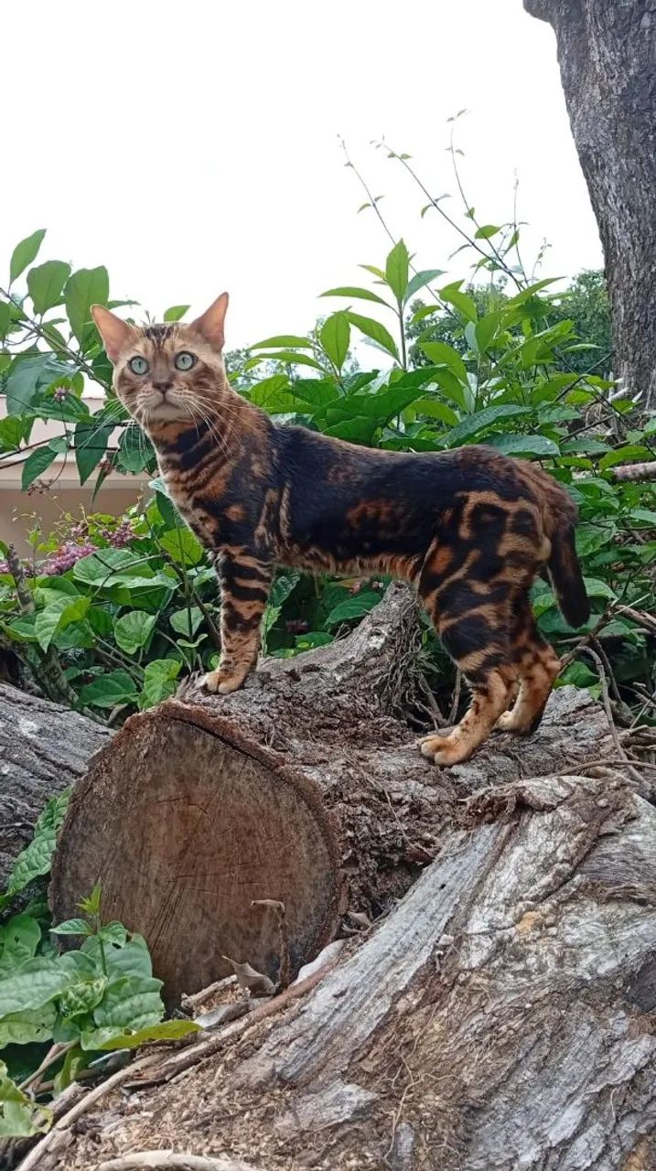 Gato Bengal macho - Foto 4