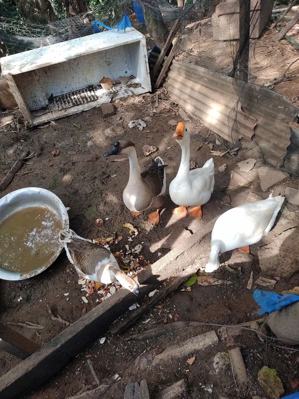 Ovo de ganso branco  - Foto 4