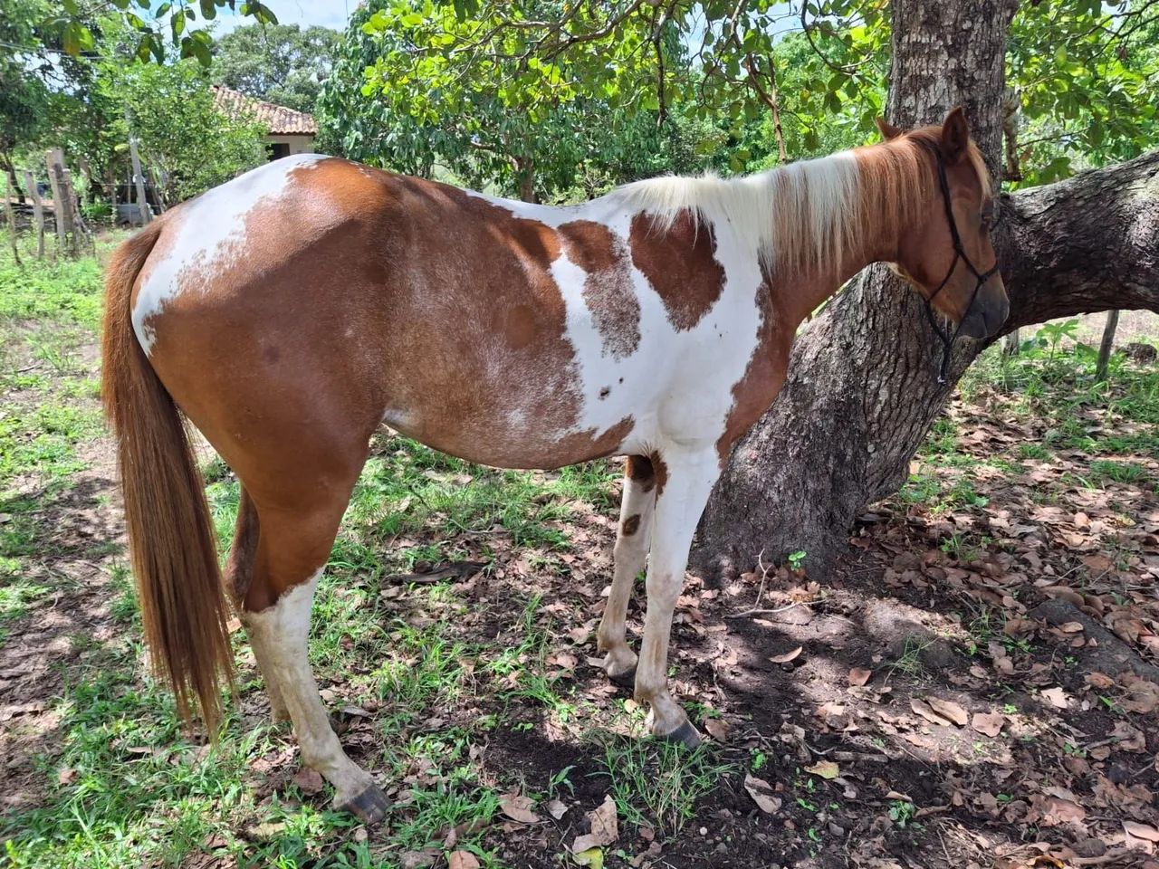 Potra a venda R$ 5.500  - Foto 2