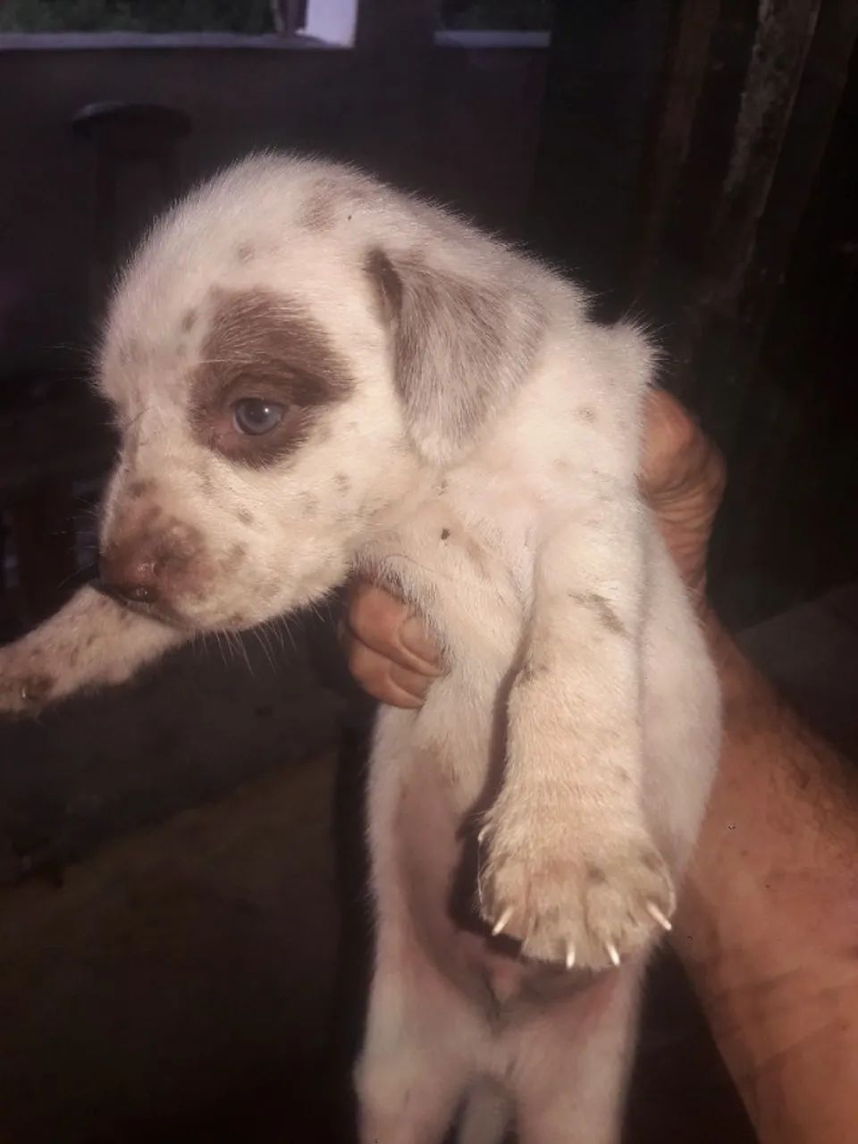 Dálmatas  disponíveis  - Foto 2