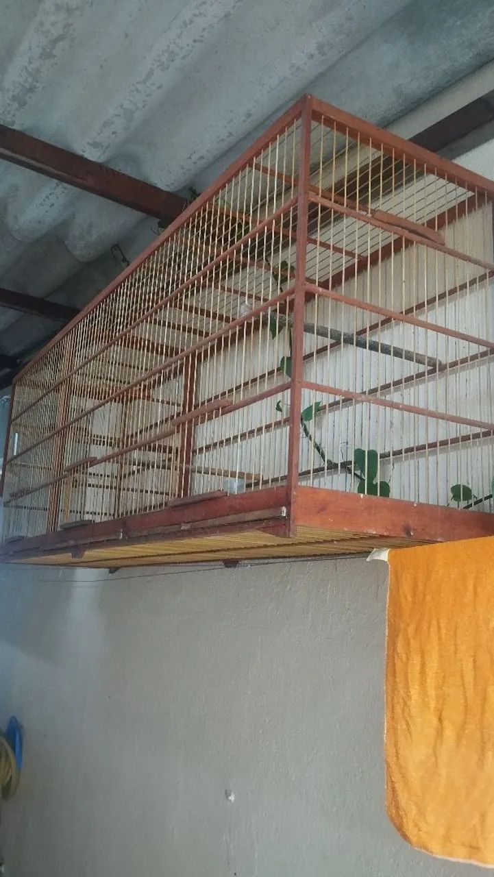 Criadeira - Foto 4