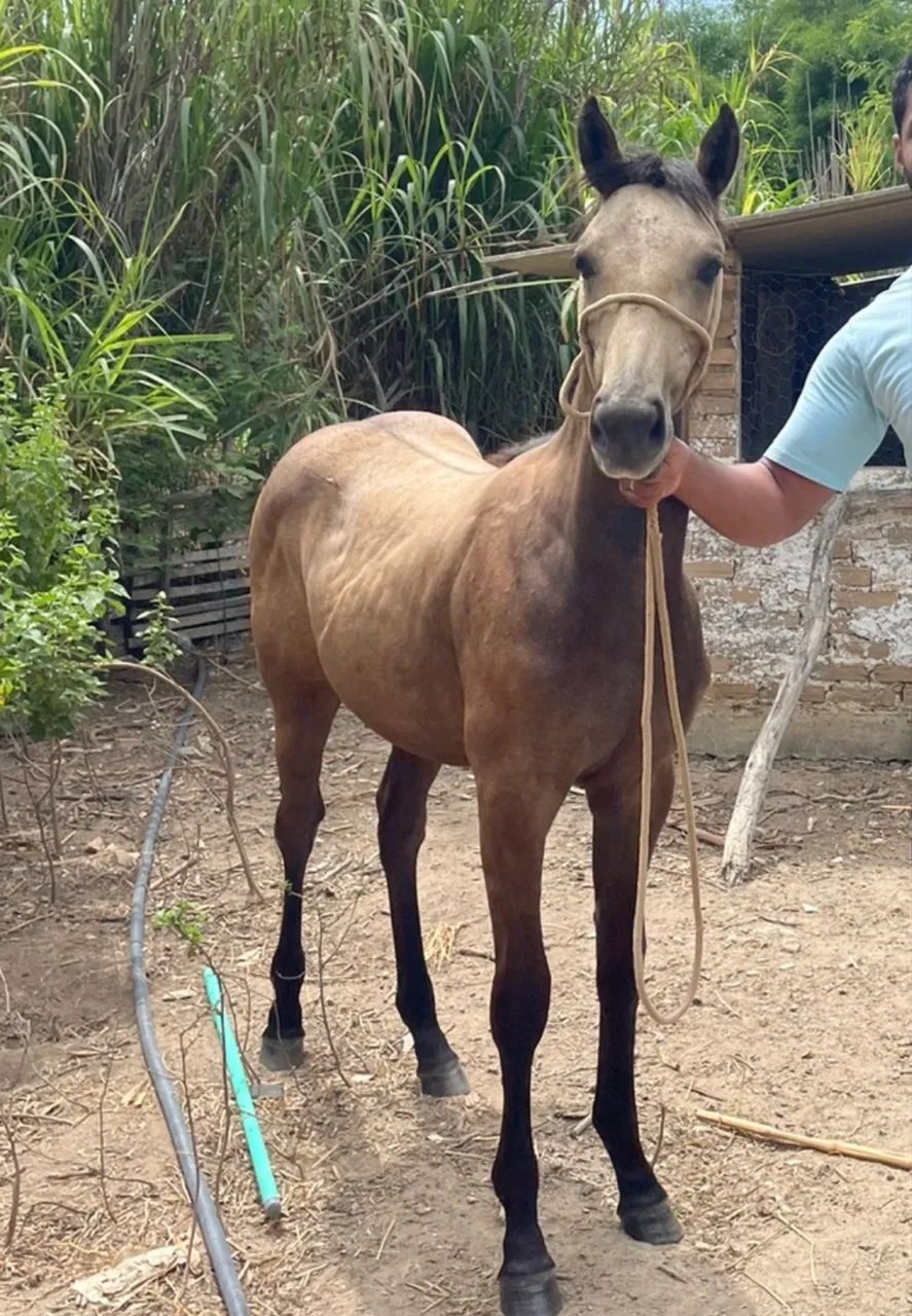 Vendo Potra QM sem Papel  - Foto 2